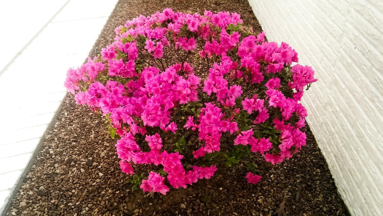 Branson King Resort & Suites מראה חיצוני תמונה